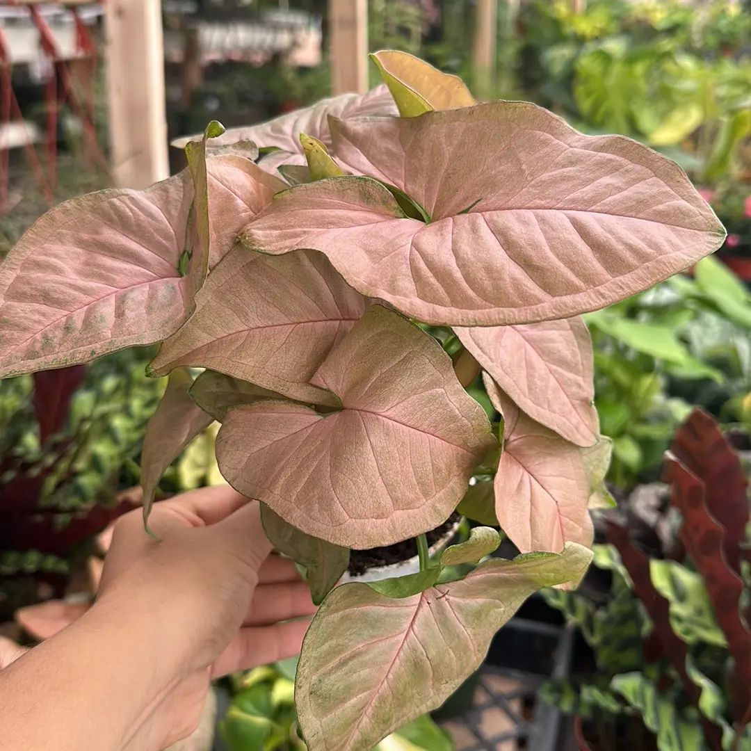 4” pink syngonium house plant indoor