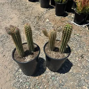 Cowboy Cactus Bare roots