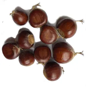 Chestnut (Castanea mollissima) Tree Seeds - 10 Seeds for Planting - Grow Your Own Chestnut Trees!