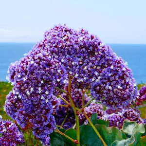 Sea Lavender Flower Seeds - Grow Beautiful Flowers Indoors, Outdoors, In Pots, Grow Beds, Soil, Hydroponics & Aquaponics