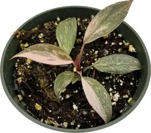 Philodendron Pink Princess Gold Dust