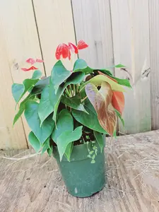 LIVE PLANT 1ft Anthurium Andraeanum Coral Champion - Flamingo flower - Painted Tongue Decor Decorative