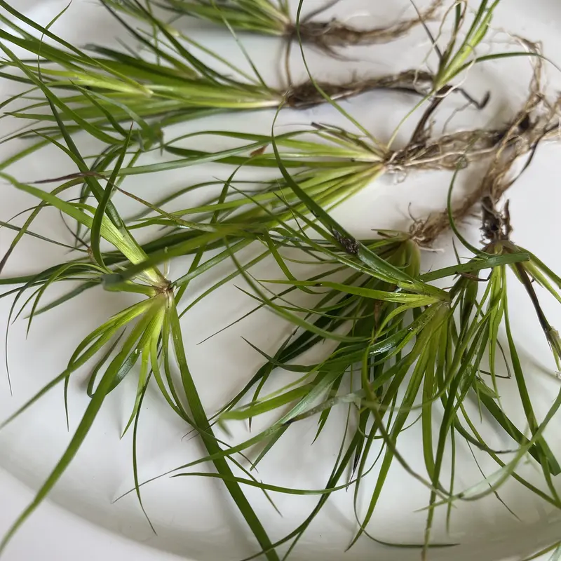 Tofu's Tanks Juncus Repens "Creeping Rush" - Live Aquarium Plant - Portion Size: One Stem