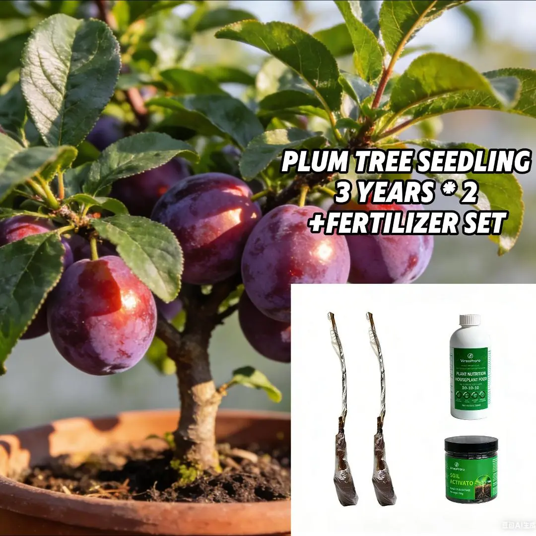plum tree seedling *2 +Fertilizer set
