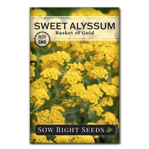 Basket of Gold Sweet Alyssum Seeds
