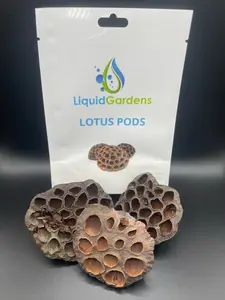 Liquid Gardens organic lotus pods 3 count