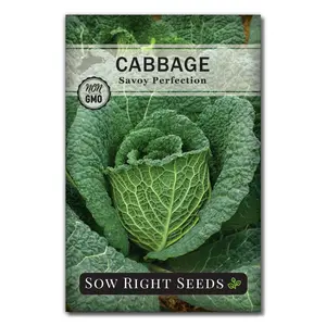 Savoy Perfection Cabbage