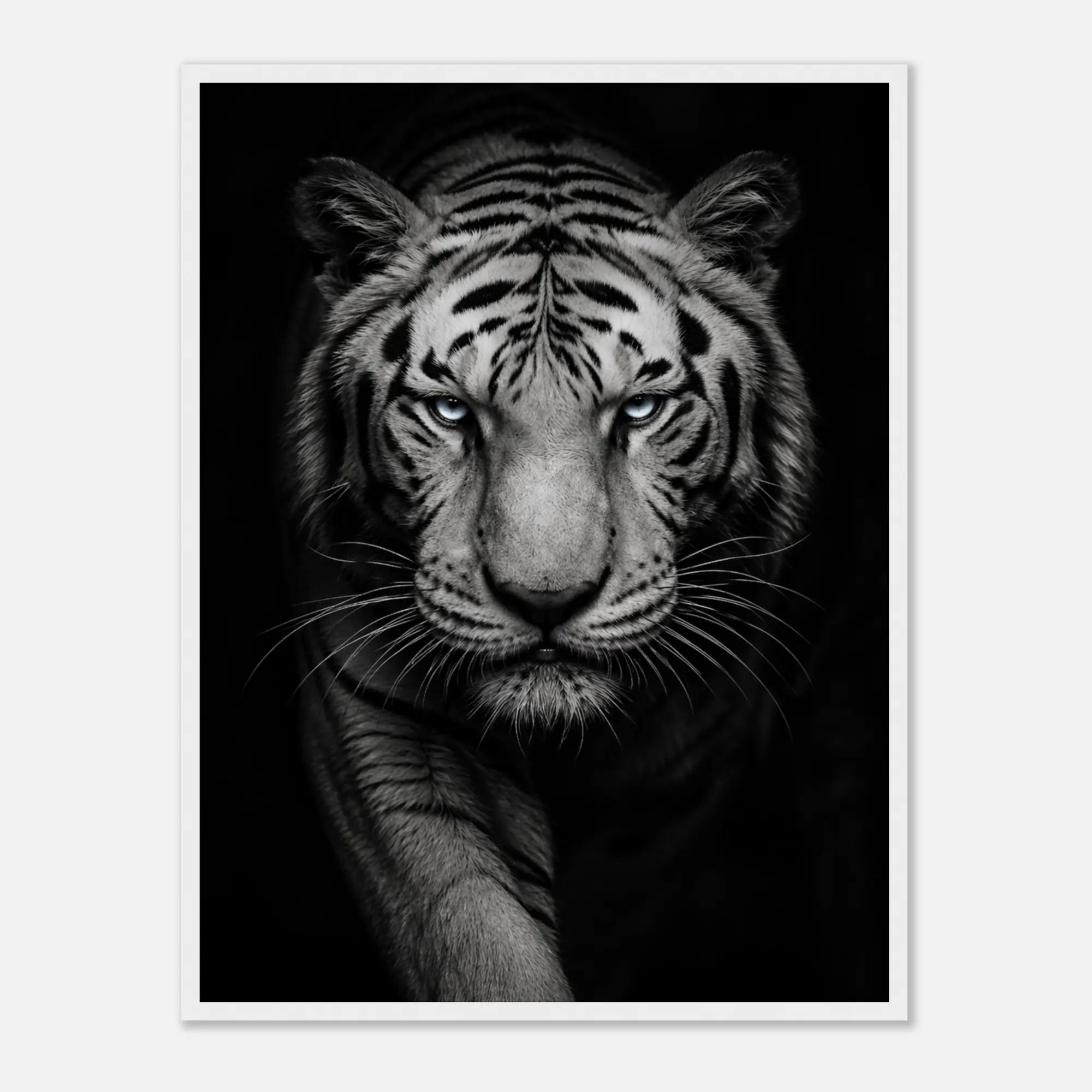 White Tiger Wall Art | Animal Wall Art | Animal Wall Decor