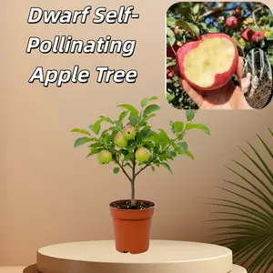 Dwarf self-pollinating apple tree with sweet fruit, ideal for potted gardens and home gardening
