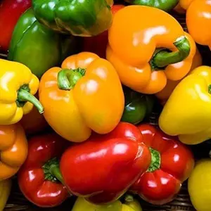 Rainbow Blend Sweet Bell Pepper Seeds, 50+ Heirloom Seeds Per Packet, Non GMO Seeds