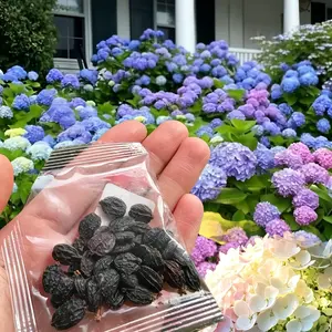 30 Mixed Color Hydrangea Seeds| Stunning Perennial Flowers for Landscaping & Garden Beautification| Hardy, Easy-to-Grow Blooms elegant