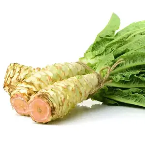 Stem Lettuce var. augustana Versatile Seeds 4 Pack x 400 Seeds Lactuca sativa Native Pollinator-Friendly Wildlife