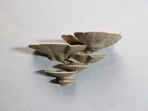 Trametes Fungus Mushroom Shelf designed by Gazzaladra