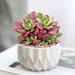 Anacampseros rufescens Sand Rose