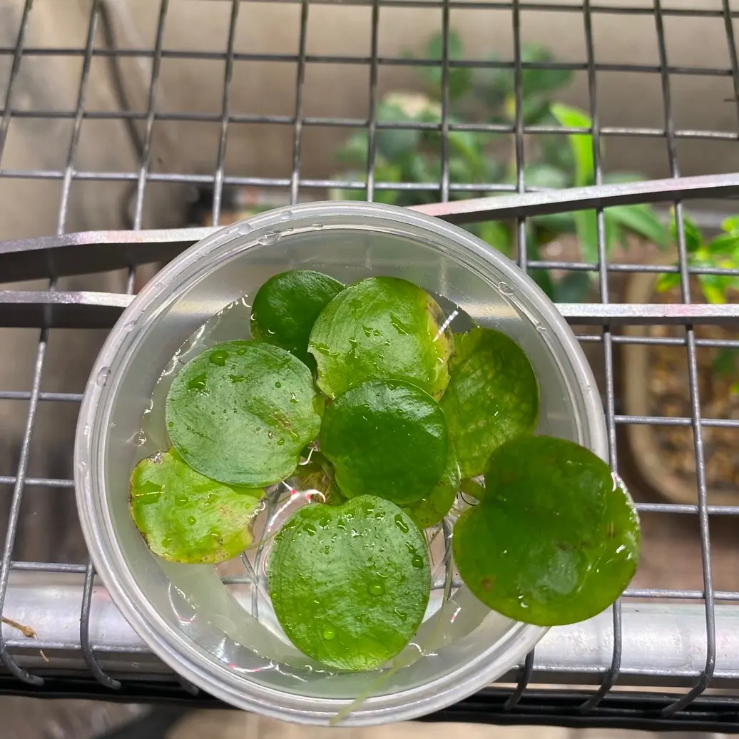 Frogbit floaters Frogbit floaters