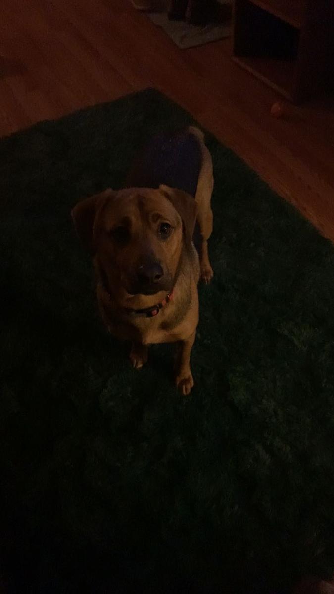 Item: Deep Green, 5x7Feet（150x210cm）