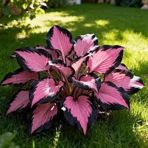 800PCS Hosta Seeds Easy to Grow – Ideal for Pots, Yards & Landscaping