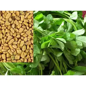 Fenugreek Seed (Kasoori Methi) culinary herb , !
