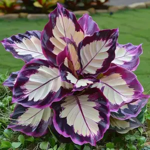 800 Mixed Hosta Perennial Seeds – Hardy, Shade-Loving Plants for Lush, Low-Maintenance Gardens – Perfect for Adding Color & Texture to Shaded Areas