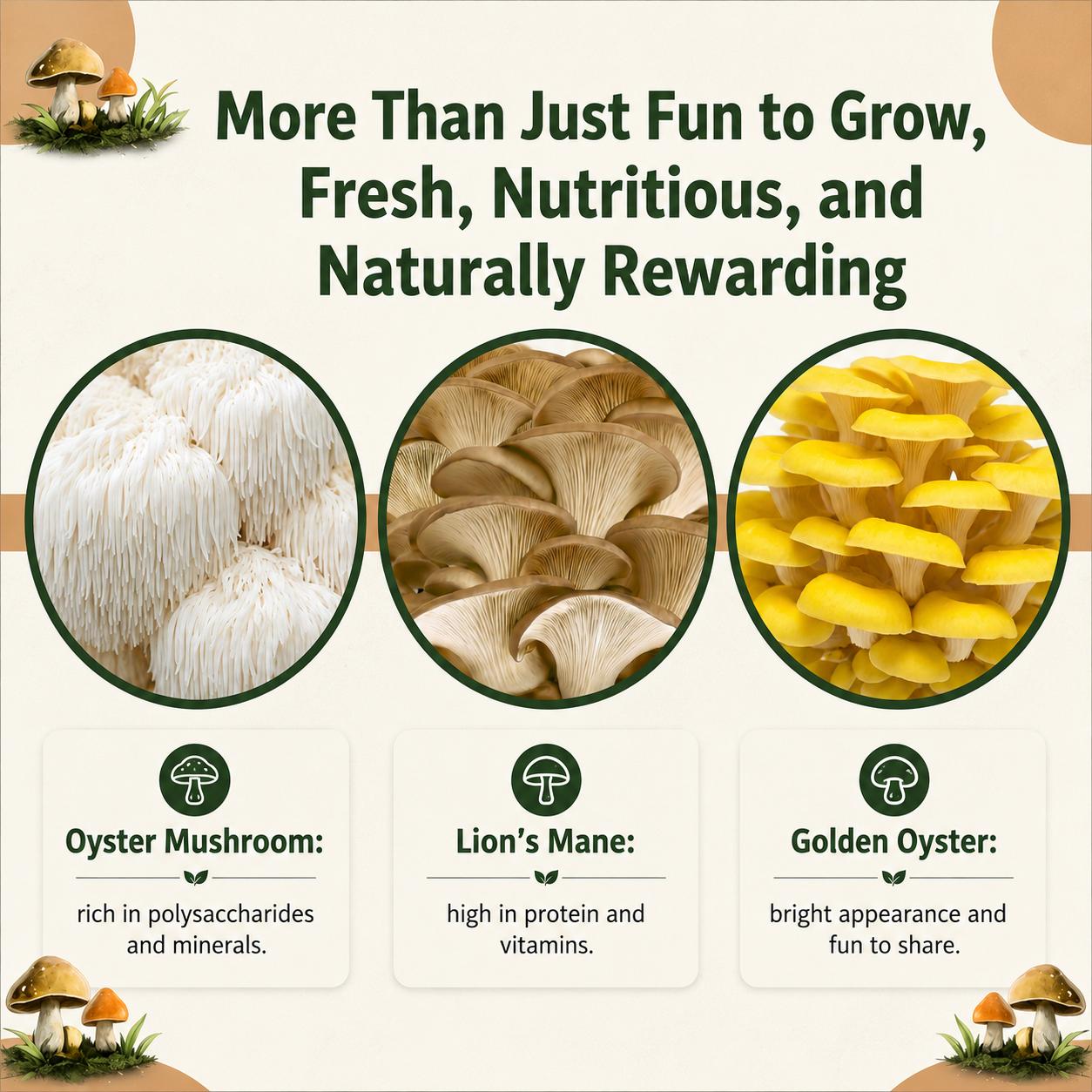 Organic Oyster Mushroom Grow Kit 3.5 lb | 1-7 Days Harvest | Easy to Grow Indoor | No Soil/Sun Required, Multiple Harvests | USDA Organic | Non-GMO | Made in USA | Perfect for Home Kitchen & Gardening EnthusiastsGift for Adults & Kids