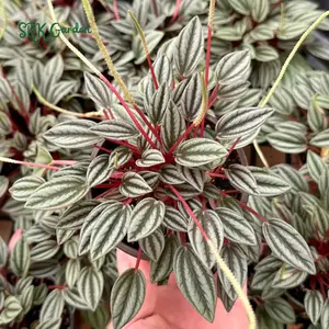Peperomia Rosso, Tropical Plant, Houseplant in 4" pot