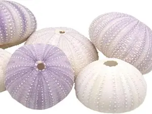 Purple White Mix Sea Urchin Seashells (Approx. 2")(6 PCS) | Multiple Color Choices Jellyfish Air Plant Nautical Décor | Coastal Beach Crafts Sea Decoration Ornaments