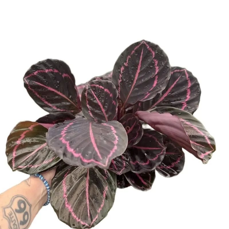 6” Calathea Dottie | Prayer Plant