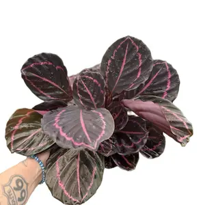6” Calathea Dottie | Prayer Plant
