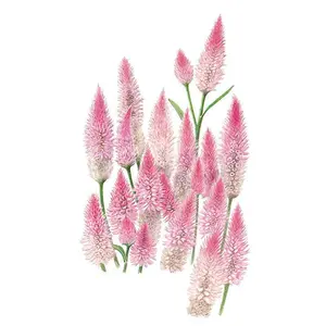 Flamingo Celosia Seeds