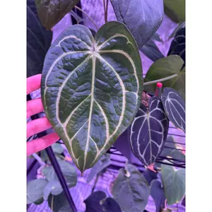 Anthurium Carlablackiae Wu1