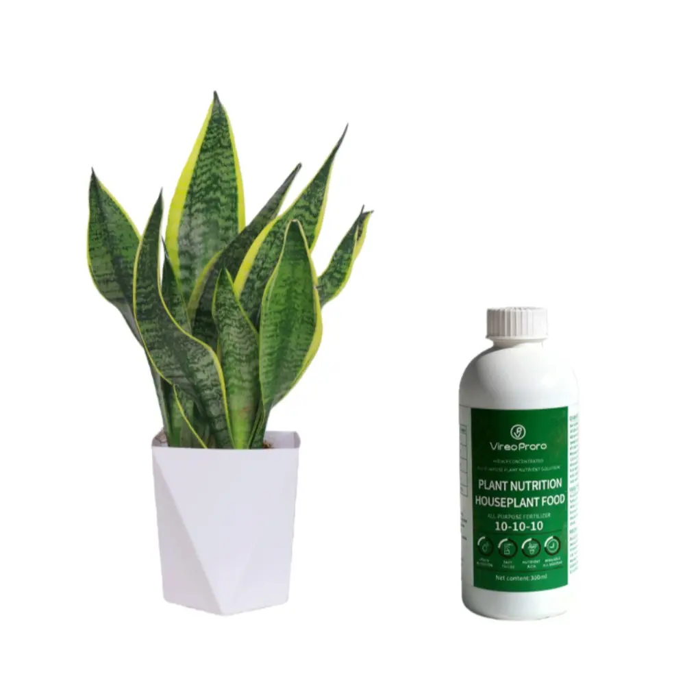1 plant of Snake Plant + care solution