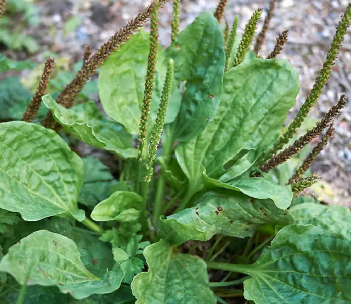 Plantain Salve