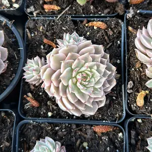 Echeveria ‘Margaret’ variegated (Single haed with pups around 3'')- Bare Root Succulents - Terra Tales