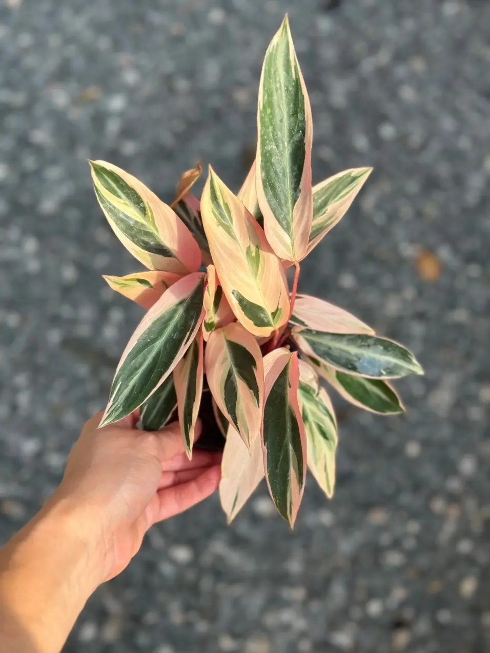Stromanthe Triostar Potted Live Plant 4in - Rare Prayer Plant - Exotic Variegated Houseplant - Pink, Cream, & Green Foliage - Tropical Gift - Unique Indoor Plant - Burgundy Undersides - Statement Greenery - Calathea Relative - Colorful Leaves - Non Toxic