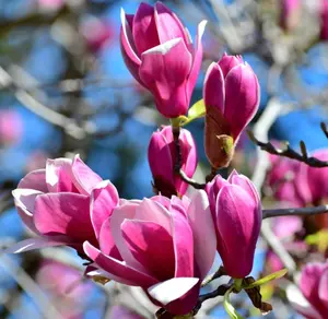 Ann Magnolia Tree, 6-12 Inch Magnolia Trees Live Plants for Planting Outdoor, 2.5 Inch Pot Fragrant Pink Flowers Plant, Dormant in Winter