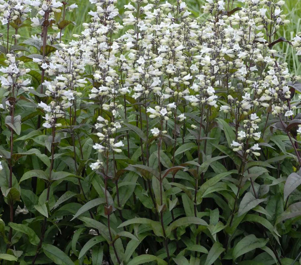 PENSTEMON DIG. 'HUSKER RED'  G1 AB