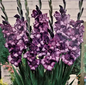Kim Glamini Gladiolus 10 Bulbs - NEW! - Purple Shades - 10/12 cm