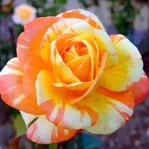 100+ Non-gmo Heirloom Garden Orange White Rose Seeds - Rare Rosa Flower Variety Perfect for Showy Flower Beds, Attracting Butterflies and Bees, and Creating Beautiful Cut Flower Arrangements