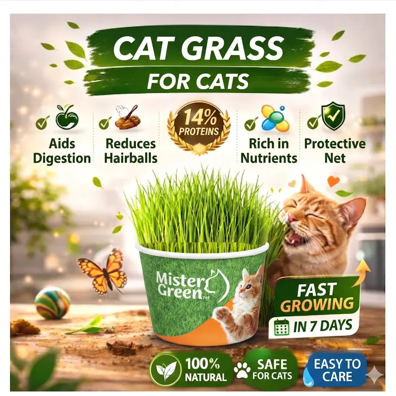 Cat Grass Grow Kit for Cats – Organic Indoor Cat Grass  Easy Home Growing Kit – Supports Digestion & Natural Hairball Control – Safe Non-Toxic Fresh Pet Grass for Indoor Cats – Natural Enrichment Plant for Daily Wellness & Behavior