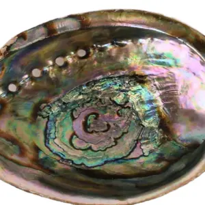 Abalone Shell  4-5"