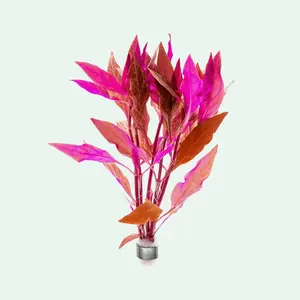 Alternanthera Reineckii Rosanervig