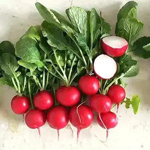 500+ Cherry Belle Radish Seeds - Fast Growing, Round, Red, Crisp Radishes - Great