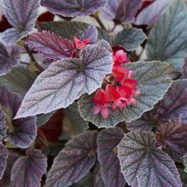 LARGE 6 inch pot Live Begonia MISS MUMMEY Rooted  Plant Angel Wing Cane