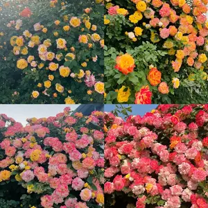 200 Pcs Mixed Climbing Rose Seeds – Rainbow Blooms That Turn Your Garden into a Colorful Paradise