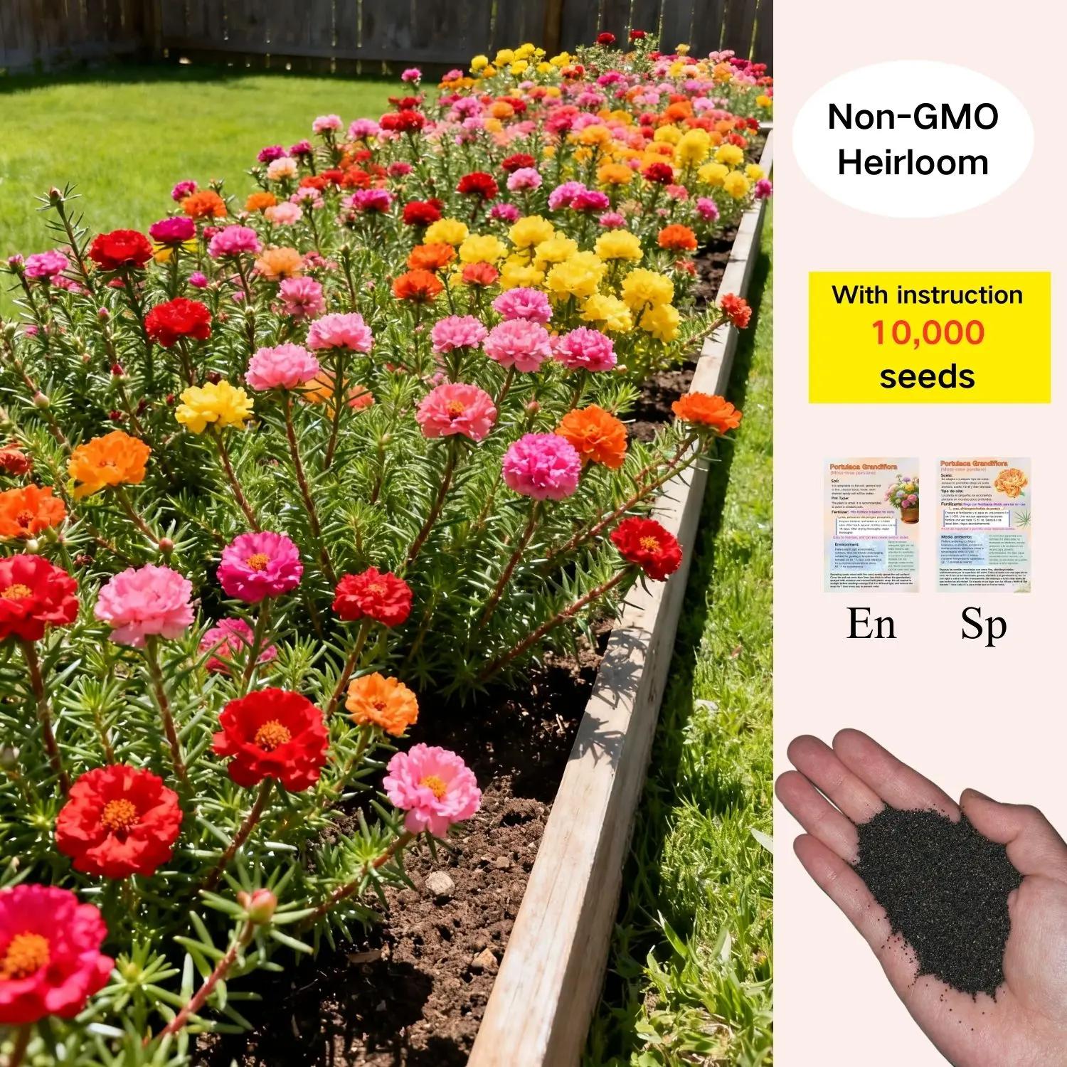 10,000 Portulaca Seeds - Double-flowered Moss Rose Annual Perennial Flower Seeds for Planting Outdoors Non GMO Mixed Colors Large Blooms Attract Pollinators Easy to Grow All Seasons