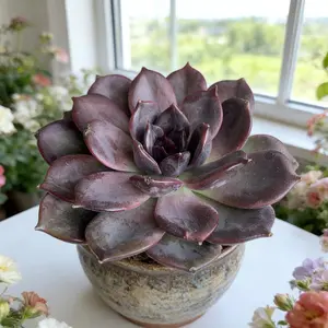 Echeveria Black Mamba  Dark & Dramatic Leaves｜Perfect for Halloween Decor｜Low-Maintenance Gothic Desk Plant（Echeveria  Mamba） Aeonium Succulent Plant
