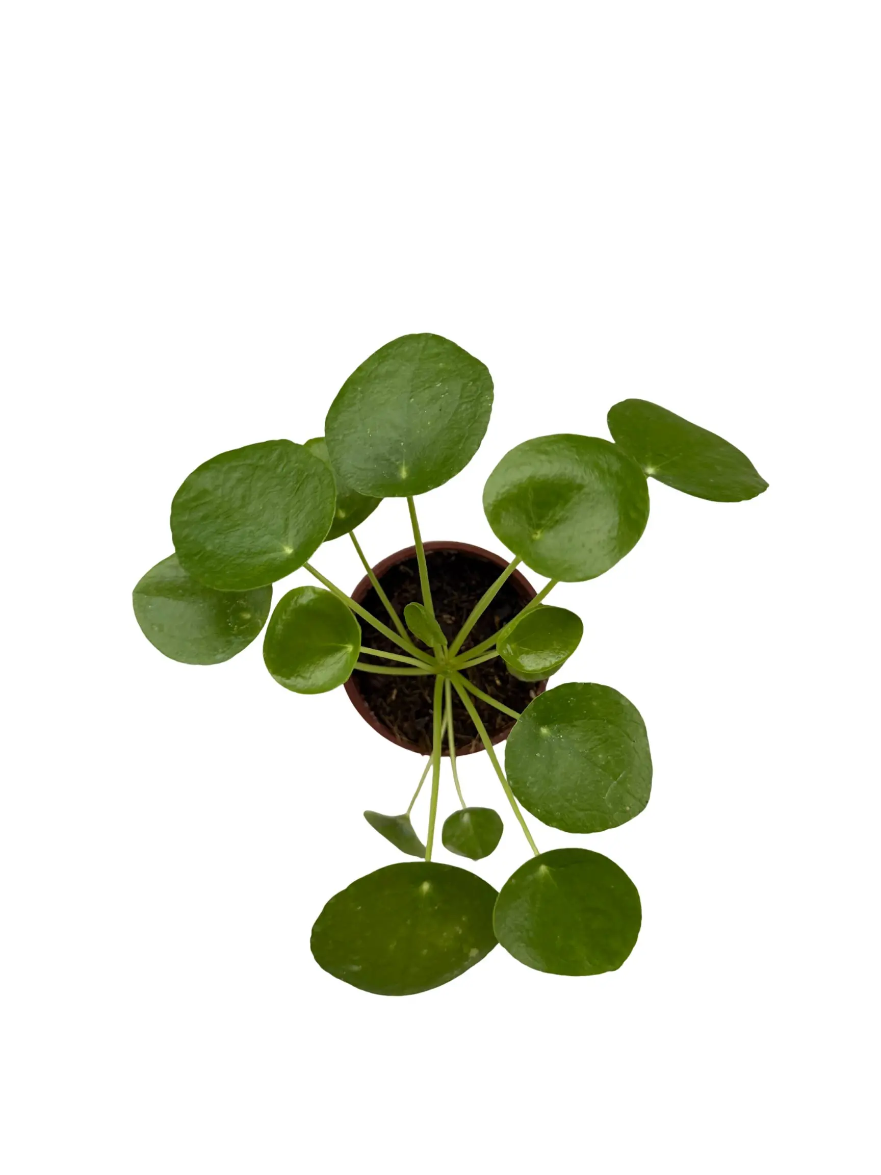 4" Chinese Money Plant – Lucky Coin Pilea