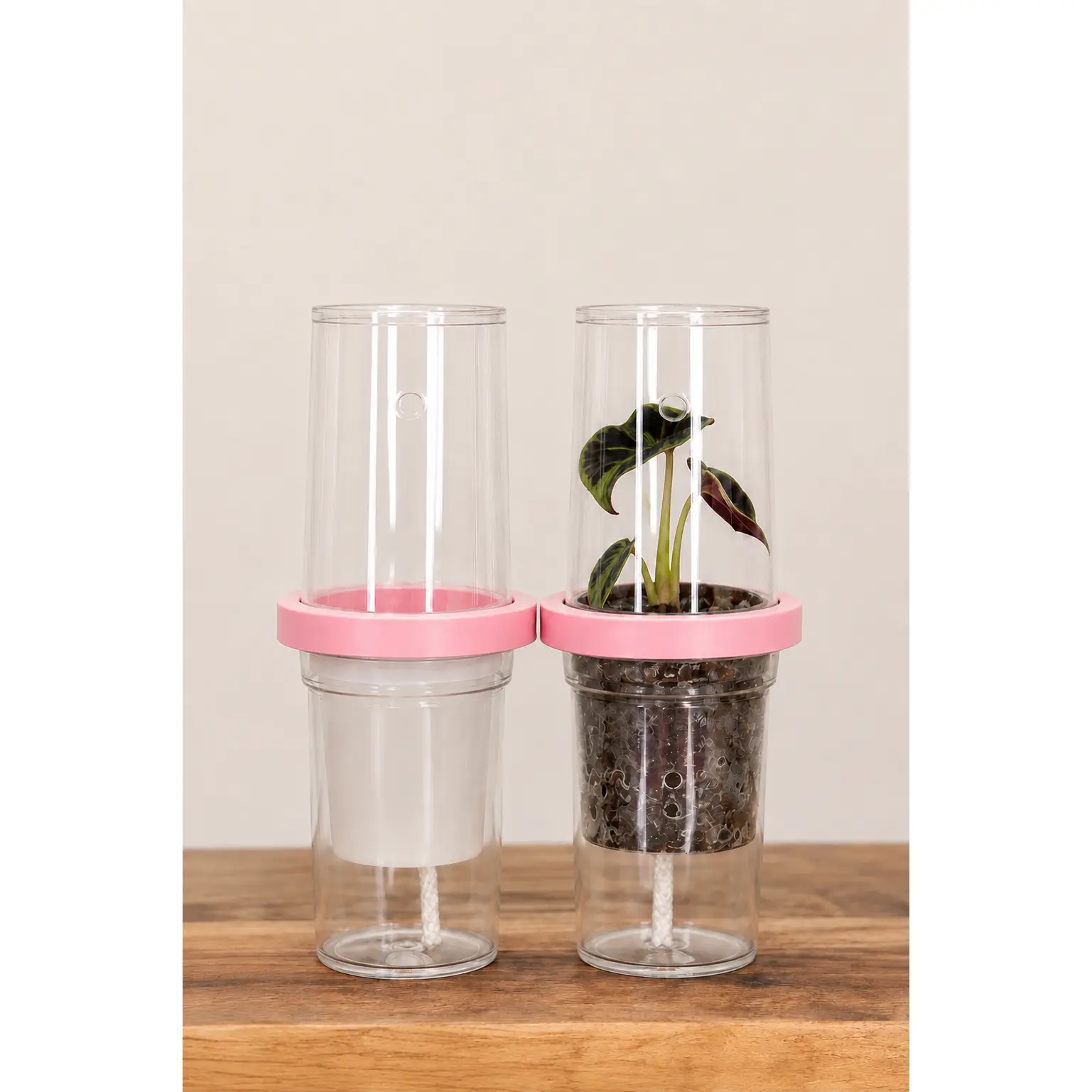 Tissue Culture Self-Watering Kits