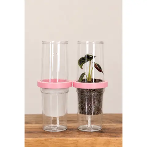 TC And Propagation Kit for Tissue Culture, Corms & Plant Props | Self Watering