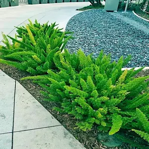 20 ASPARAGUS FOXTAIL FERN Seeds Myers Houseplant Tropical Flower Garden RARE!